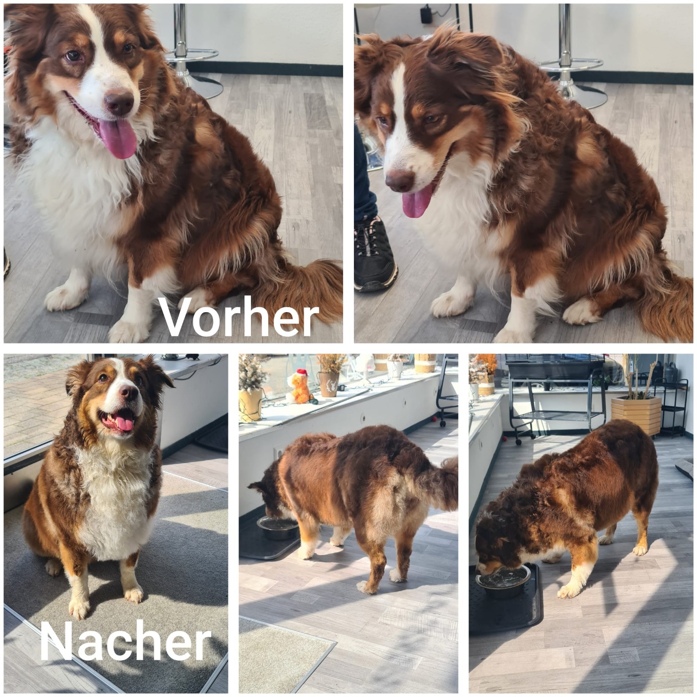 Hundesalon Bild 15